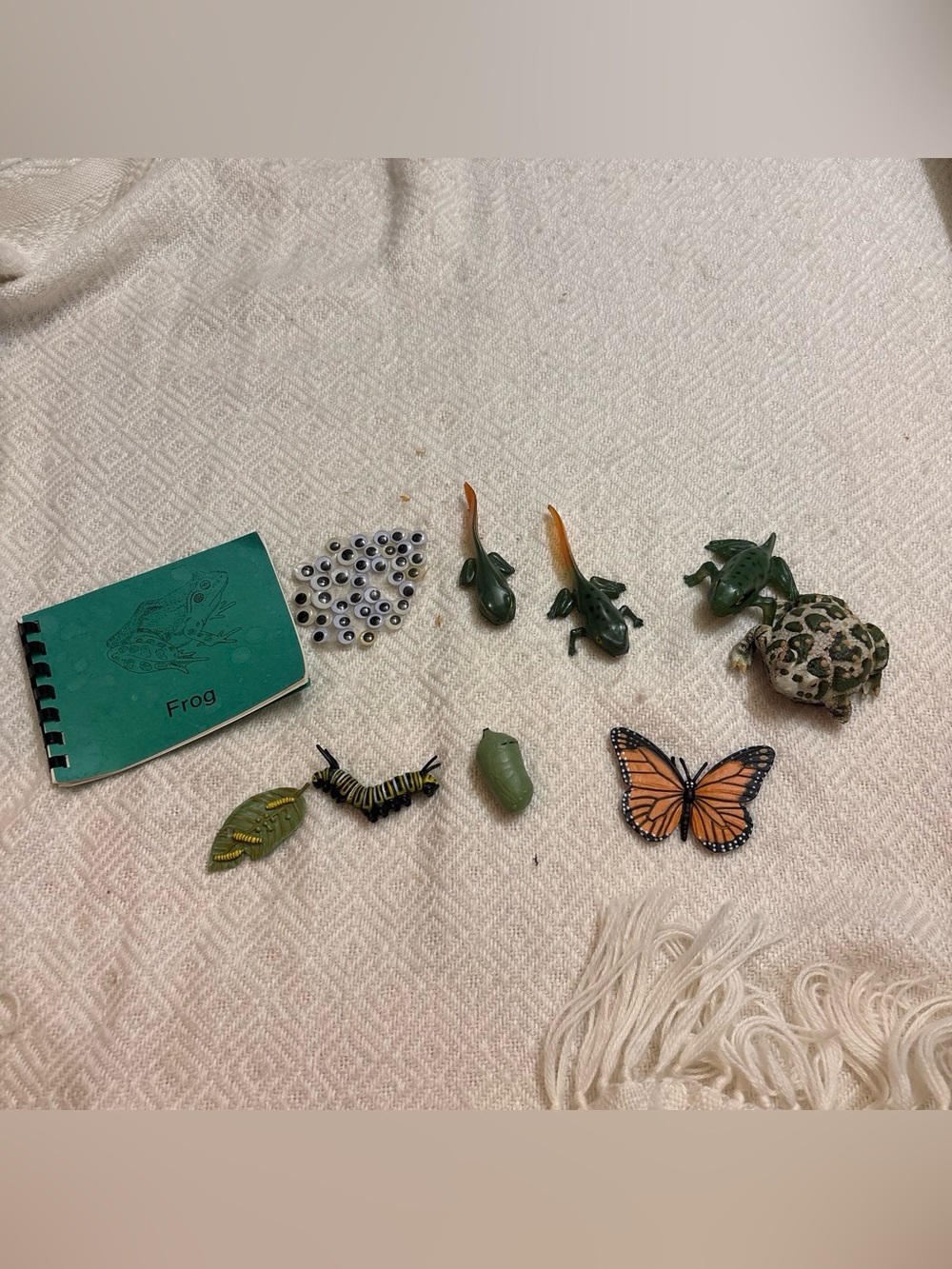 Montessori Frog and butterfly life cycle play set
